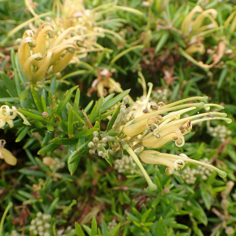 Grevília Aurea (Floração)