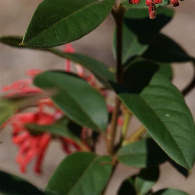 Grevillea rhyolitica (Folhagem)