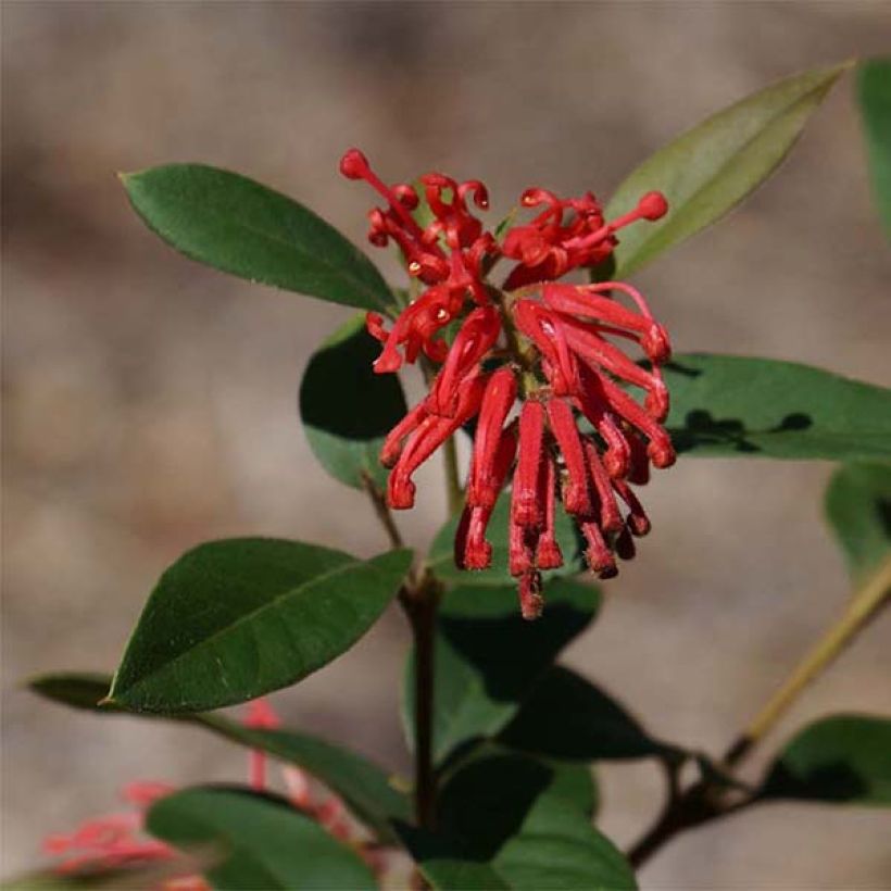 Grevillea rhyolitica (Floração)