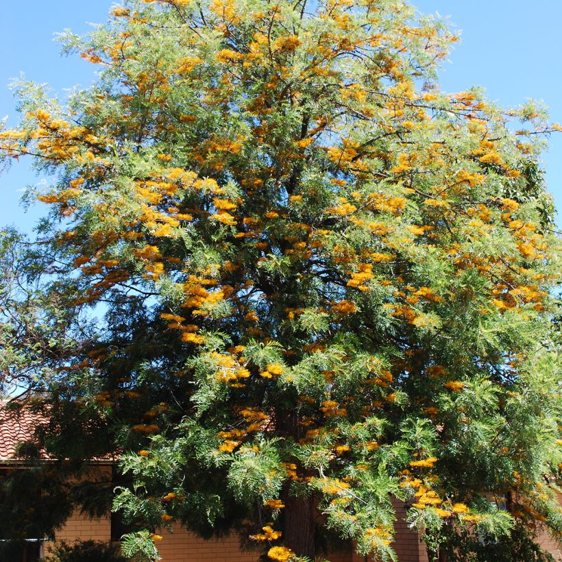 Grevillea robusta (Hábito)
