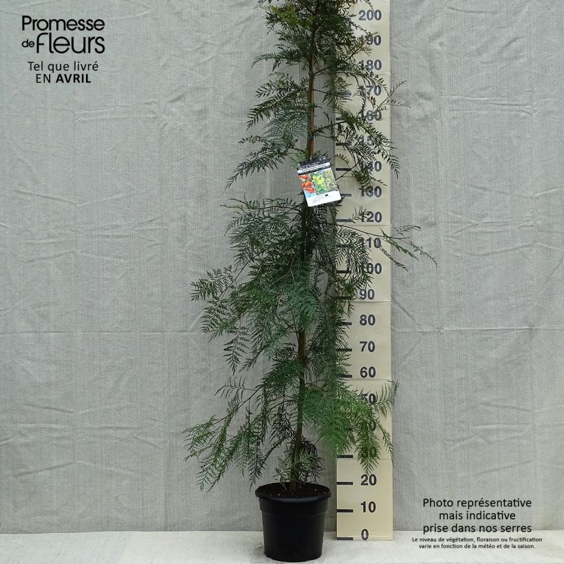 Amostra de Grevillea robusta Vaso de 7,5 L/10 L tal como entregue na primavera