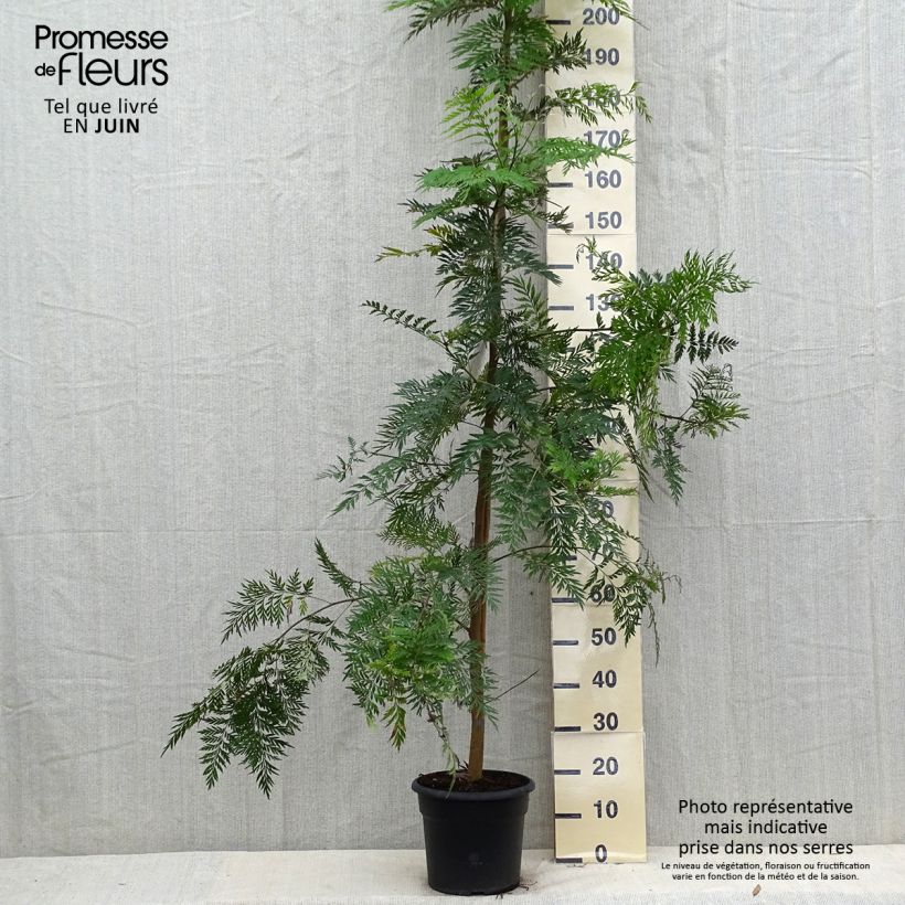 Amostra de Grevillea robusta Vaso de 7,5 L/10 L tal como entregue no verão