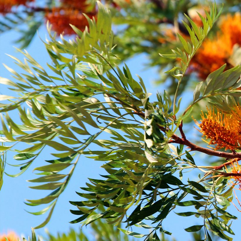 Grevillea robusta (Folhagem)