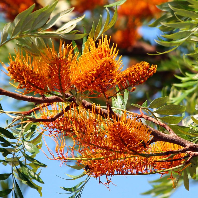 Grevillea robusta (Floração)