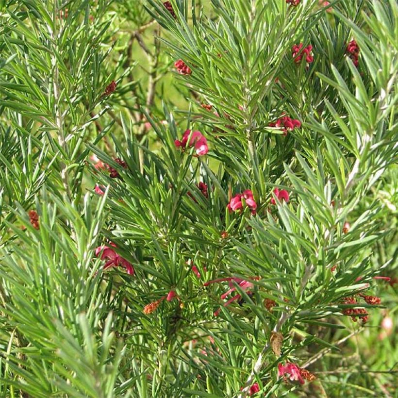 Grevillea rosmarinifolia (Folhagem)