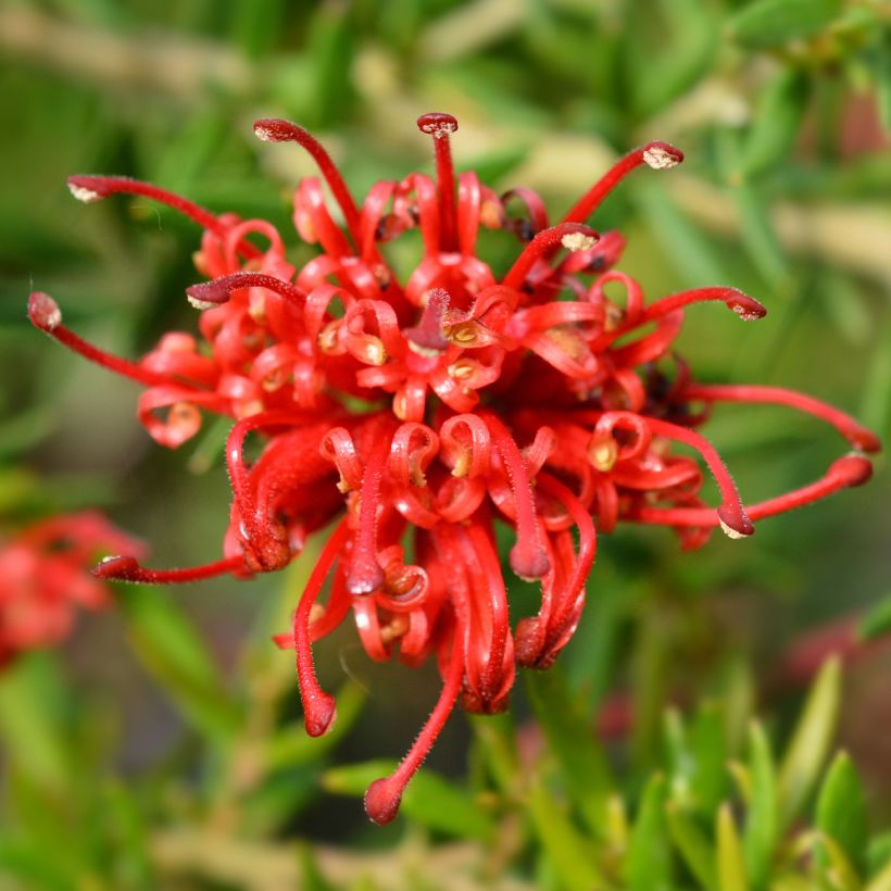 Grevillea rosmarinifolia Clearview David (Floração)
