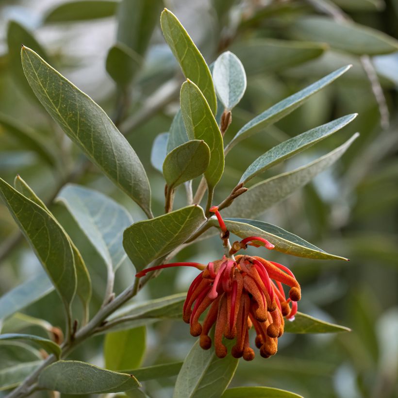 Grevillea victoriae (Folhagem)