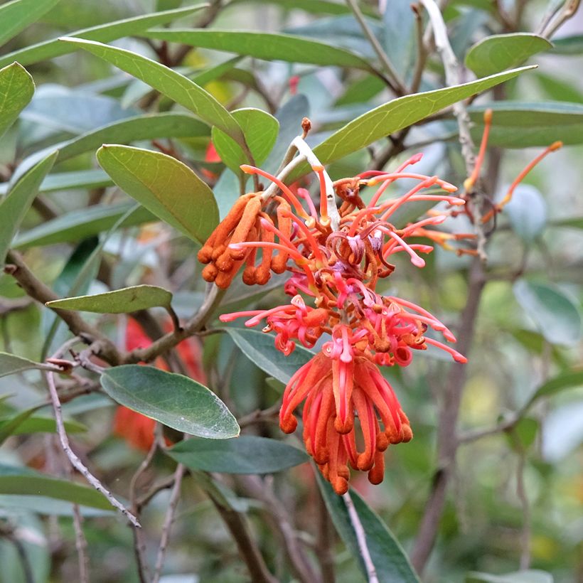 Grevillea victoriae (Floração)
