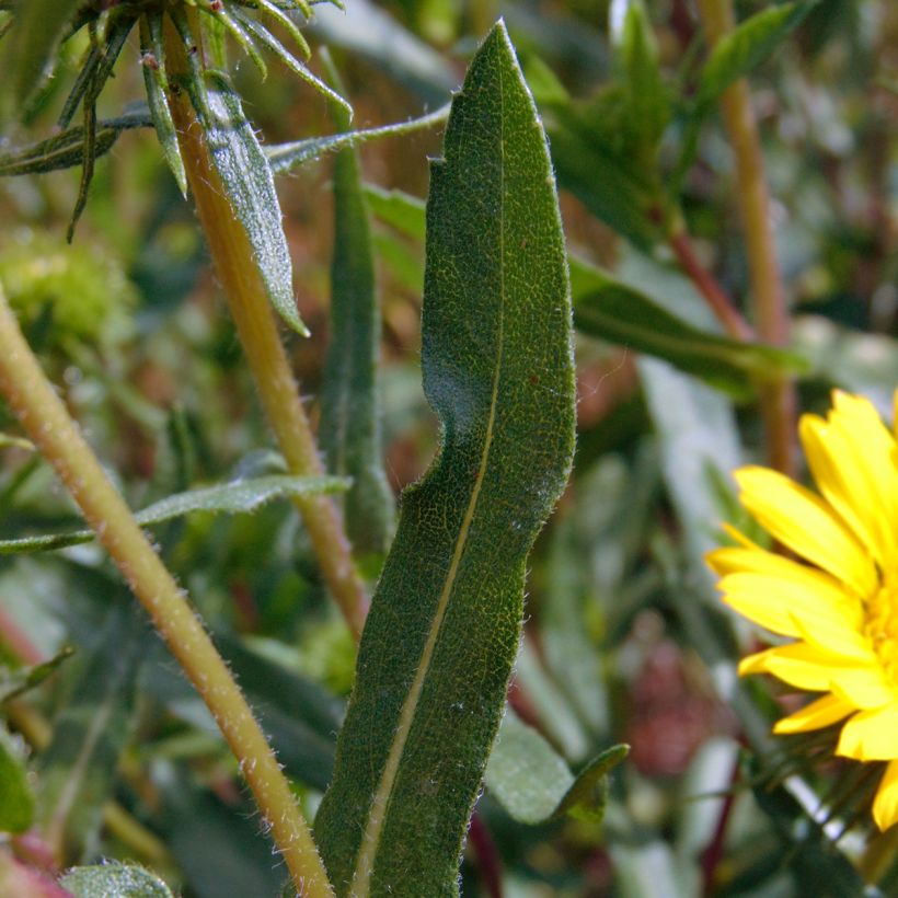Grindelia camporum (Folhagem)