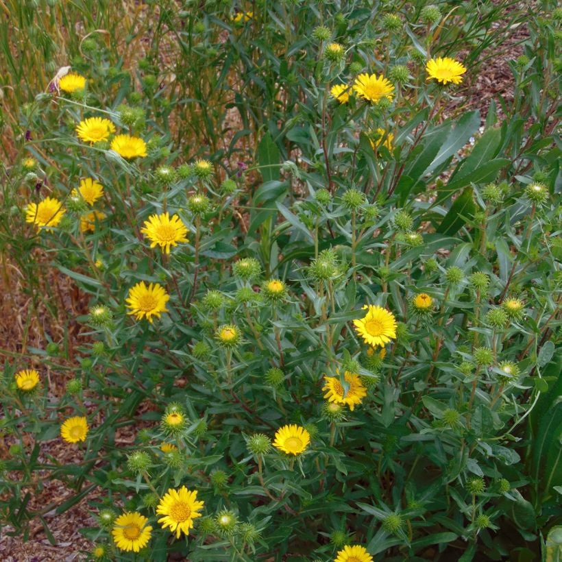 Grindelia camporum (Hábito)