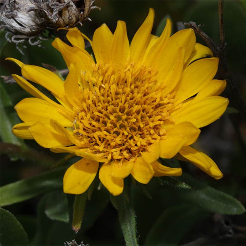 Grindelia integrifolia (Floração)