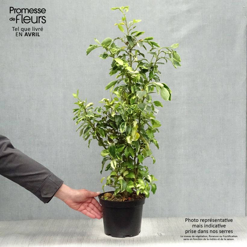 Amostra de Griselinia littoralis Bantry Bay - Griselinie du littoral  Vaso de 3 L/4 L tal como entregue na primavera