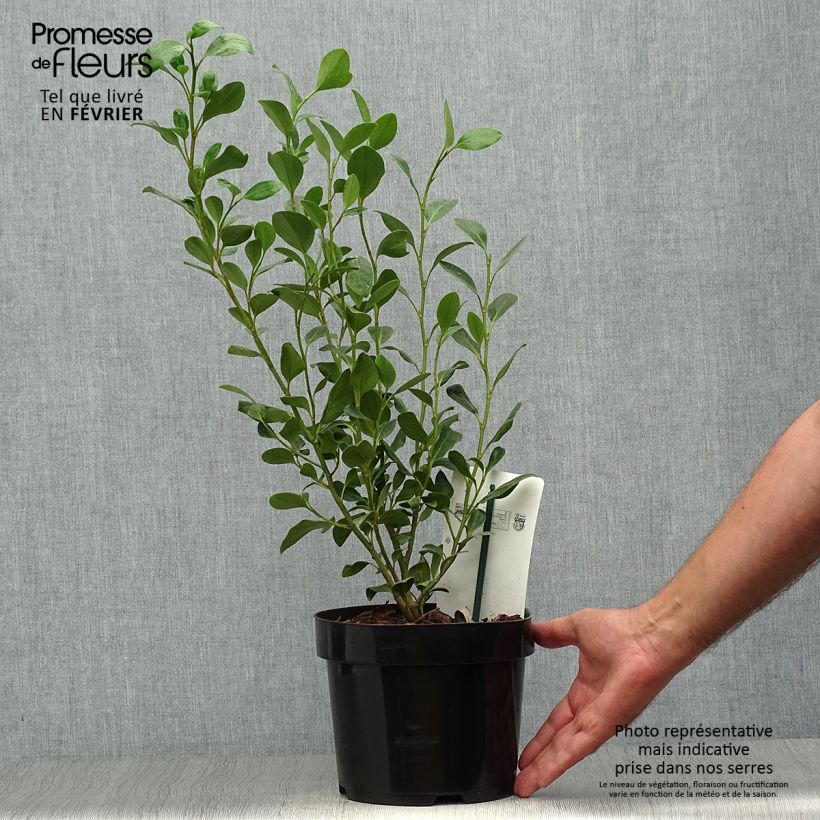Amostra de Griselínia Green Horizon Vaso de 2 L/3 L tal como entregue no outono