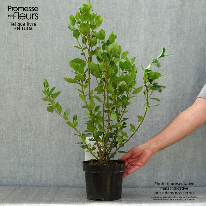 Amostra de Griselínia Green Horizon Vaso de 2 L/3 L tal como entregue no verão