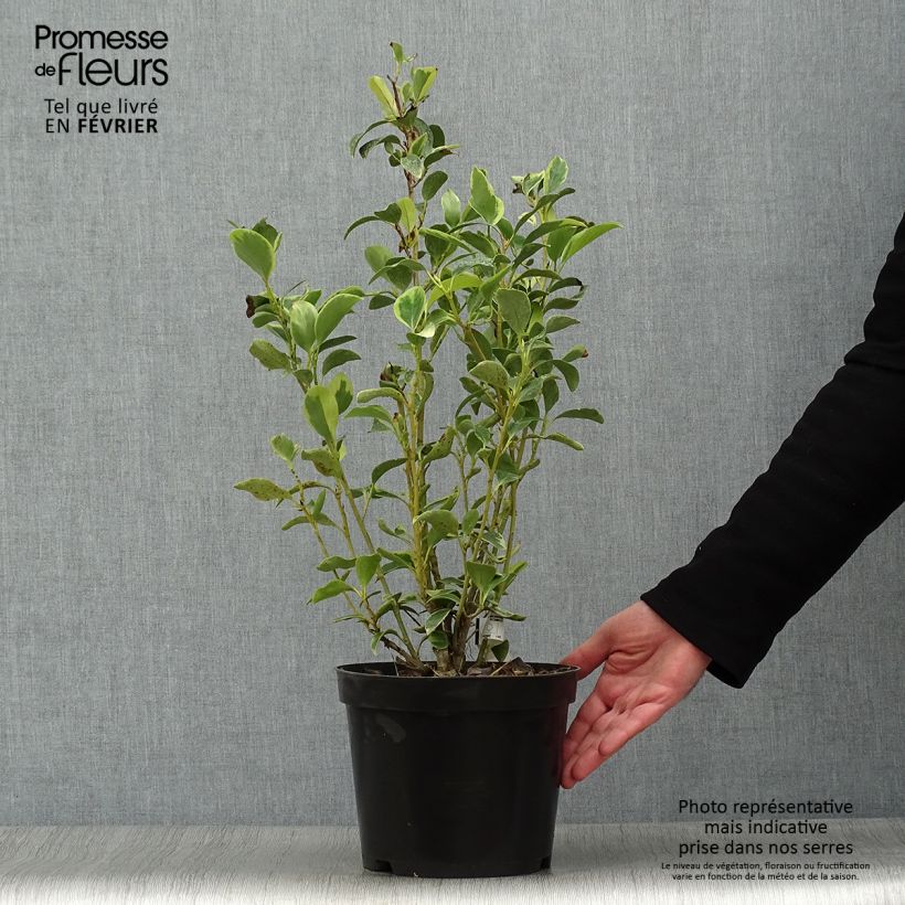 Amostra de Griselinia littoralis Green Jewel - Griseline du littoral Vaso de 4 L/5 L tal como entregue no inverno