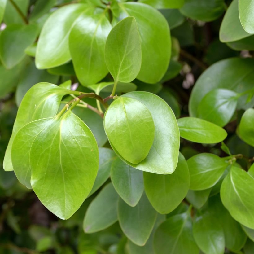 Griselinia littoralis (Folhagem)