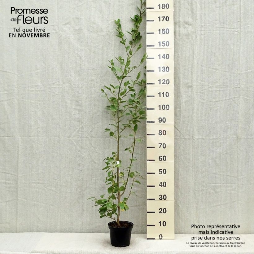 Amostra de Griselinia littoralis Vaso de 2 L/3 L tal como entregue no outono