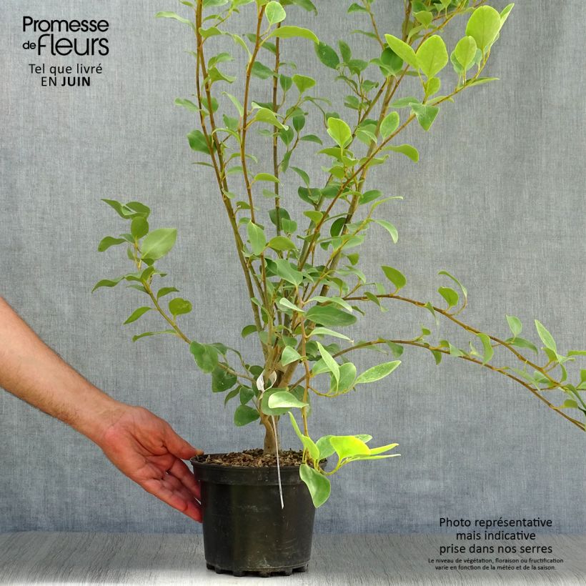 Amostra de Griselinia littoralis Vaso de 2 L/3 L tal como entregue no verão