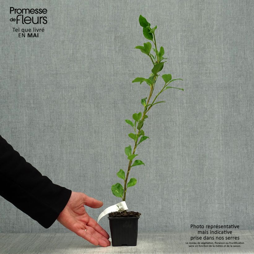 Amostra de Griselinia lucida Vaso de 8/9 cm tal como entregue na primavera