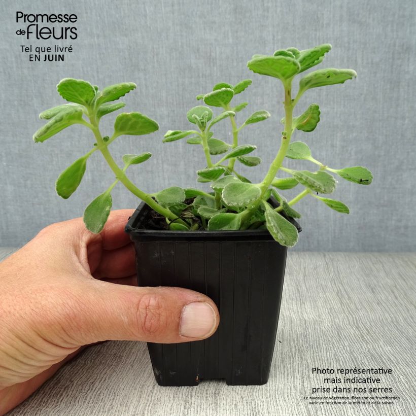 Amostra de Coleus amboinicus Vaso de 8/9 cm tal como entregue no verão
