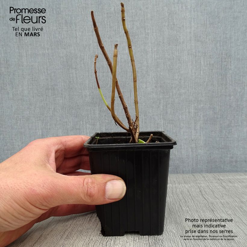 Amostra de Coleus amboinicus Vaso de 8/9 cm tal como entregue na primavera