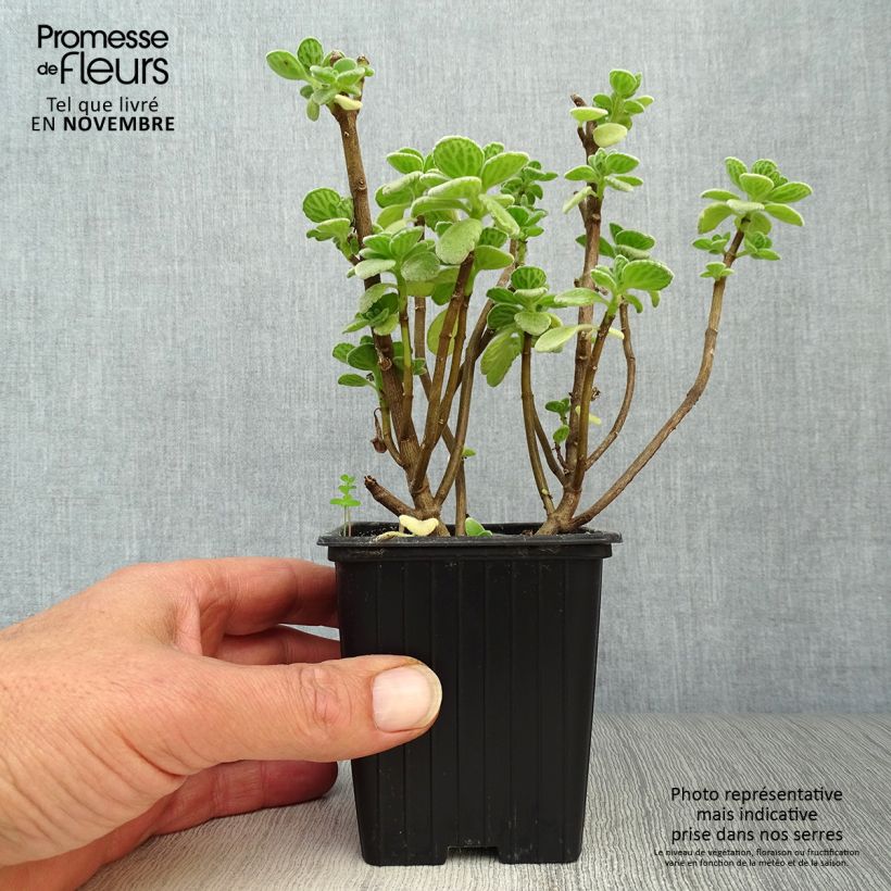 Amostra de Coleus amboinicus Vaso de 8/9 cm tal como entregue no outono