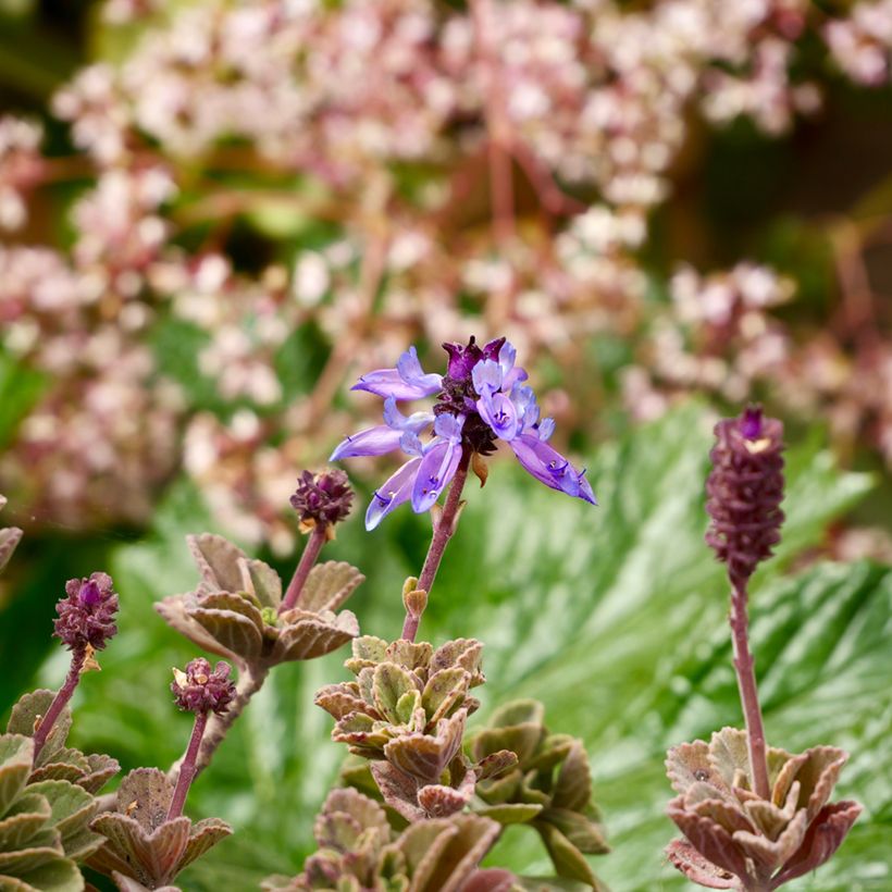 Coleus amboinicus (Floração)
