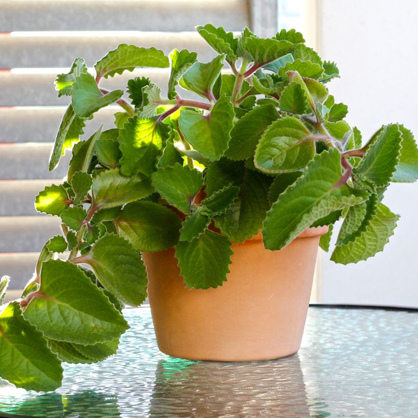 Coleus amboinicus (Hábito)