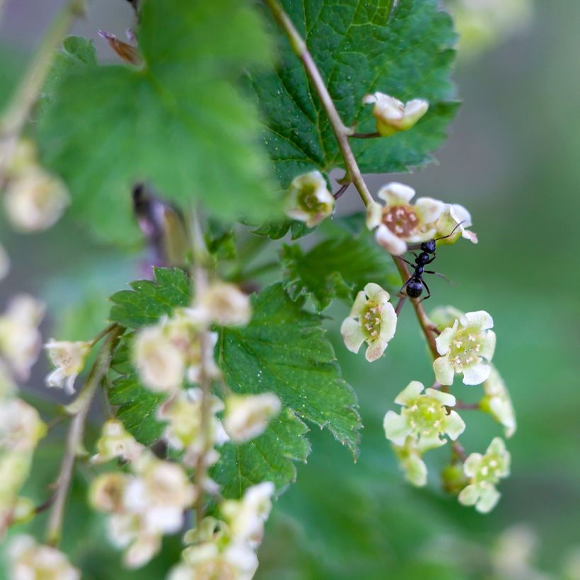 Groselheira-vermelha Jonkheer van Tets Bio - Ribes rubrum (Floração)