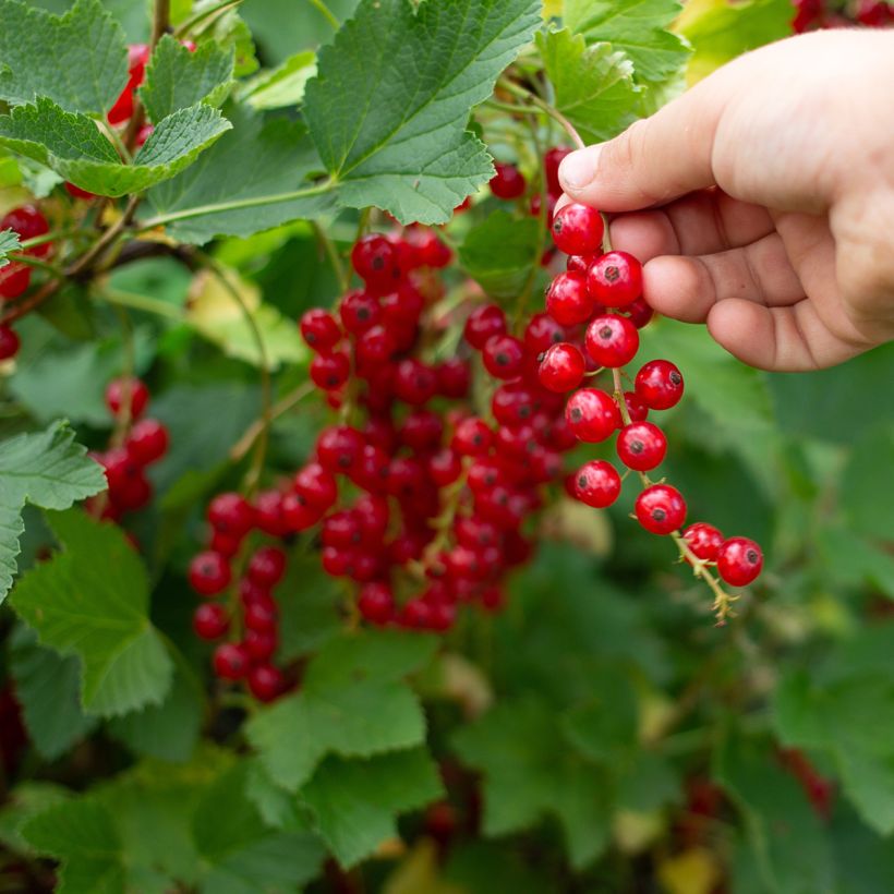 Groselheira-vermelha Jonkheer van Tets Bio - Ribes rubrum (Colheita)