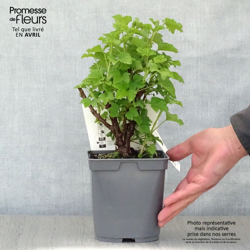 Amostra de Groselheira-vermelha Red Lake Melhorada Georges Delbard - Ribes rubrum Vaso de 2 L/3 L, Arbusto tal como entregue na primavera