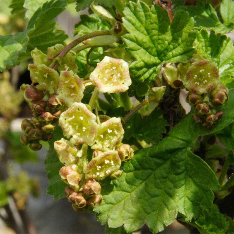 Groselheira-vermelha Holanda Branca - Ribes rubrum (Floração)