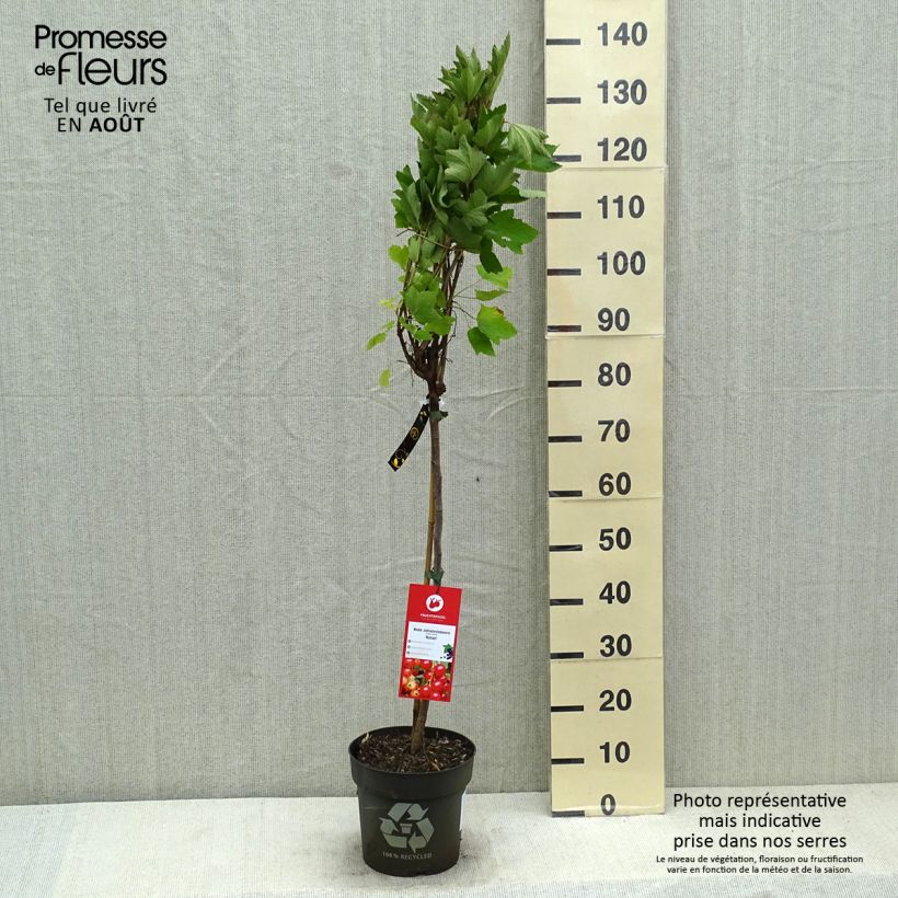 Amostra de Groselheira-vermelha Rolan - Ribes rubrum Vaso de 6 L/7 L, Haste tal como entregue no verão