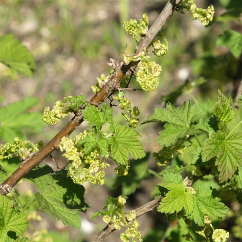 Groselheira vermelha London Market - Ribes rubrum (Floração)