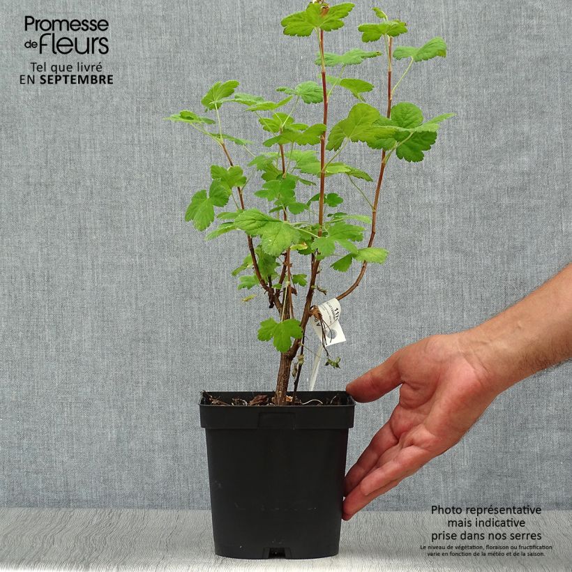 Amostra de Groselheira-sanguínea Red Bross - Ribes sanguineum Vaso de 2 L/3 L tal como entregue no outono