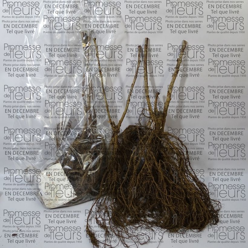 Exemplo de amostra de Groseillier à grappes blanches Blanka Raízes nuas tal como entregue