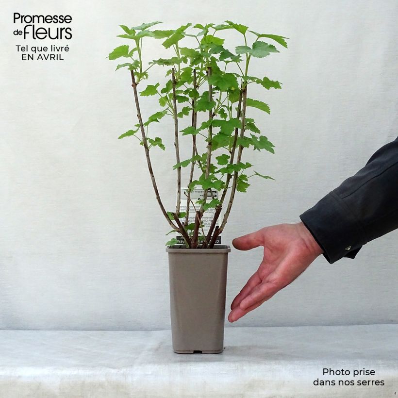 Amostra de Groselheira-vermelha Glória dos - Ribes rubrum Vaso de 1 L/1,5 L, Arbusto tal como entregue na primavera
