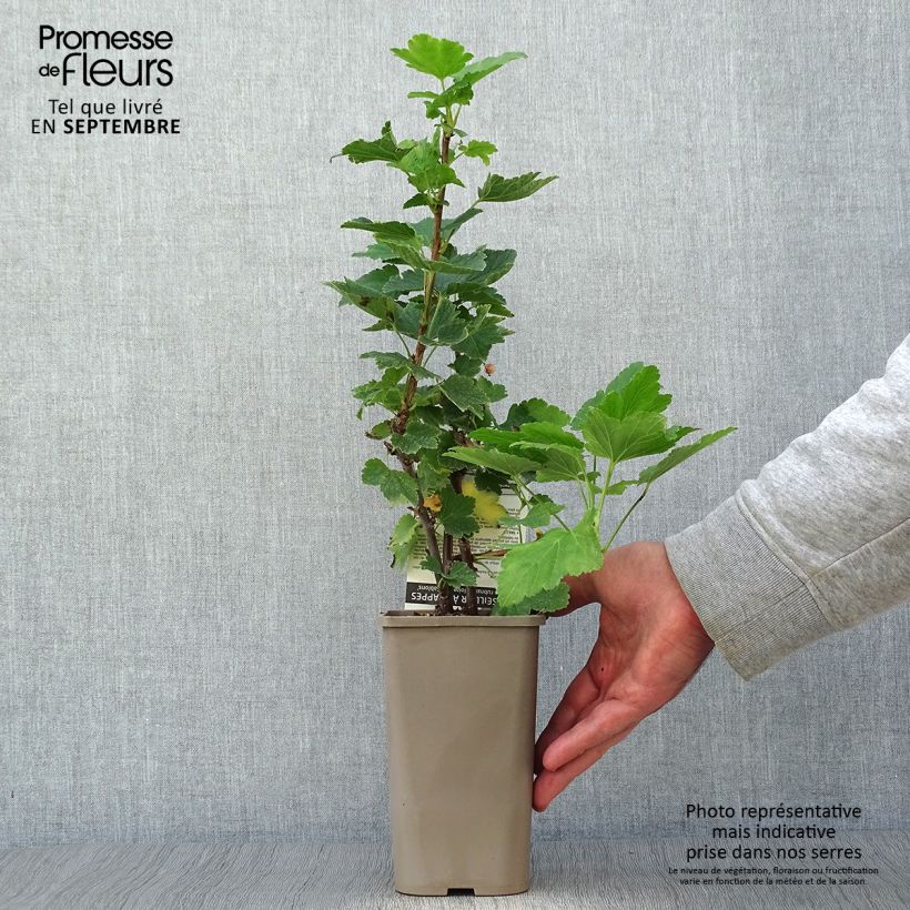 Amostra de Groselheira-vermelha Glória dos - Ribes rubrum Vaso de 1 L/1,5 L, Arbusto tal como entregue no outono
