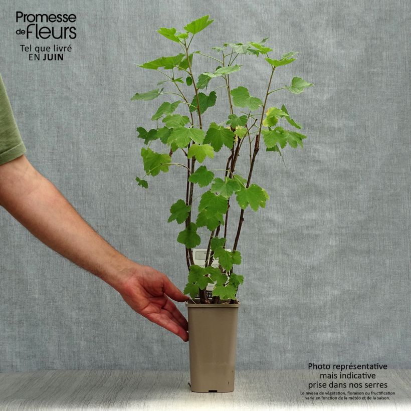 Amostra de Groselheira-vermelha Glória dos - Ribes rubrum Vaso de 1 L/1,5 L, Arbusto tal como entregue no verão