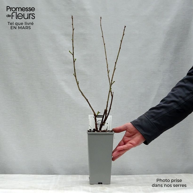 Amostra de Groselheira-vermelha Holanda Branca - Ribes rubrum Vaso de 1,5 L/2 L, Arbusto tal como entregue na primavera