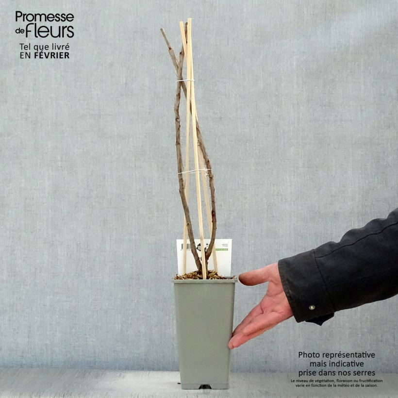Amostra de Groseillier à grappes Hollande blanche Vaso de 1,5 L/2 L, Arbusto tal como entregue no inverno