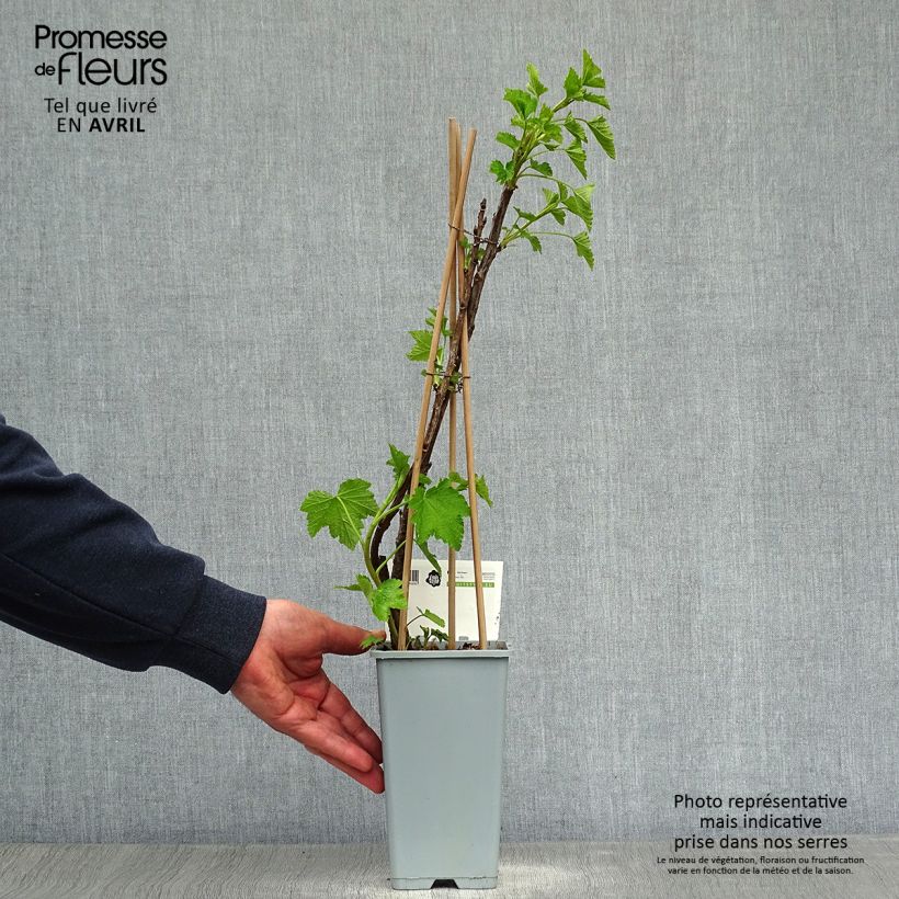 Amostra de Groselheira-vermelha Jonkheer van Tets - Ribes rubrum Vaso de 1,5 L/2 L, Arbusto tal como entregue na primavera