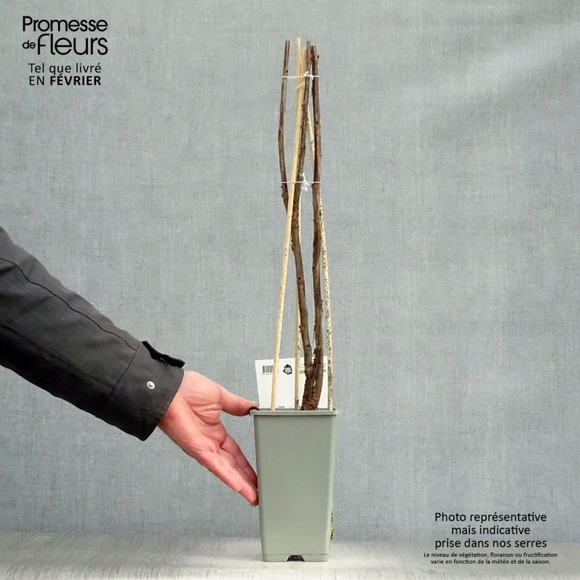 Amostra de Groseillier à grappes Jonkheer van Tets Vaso de 1,5 L/2 L, Arbusto tal como entregue no inverno