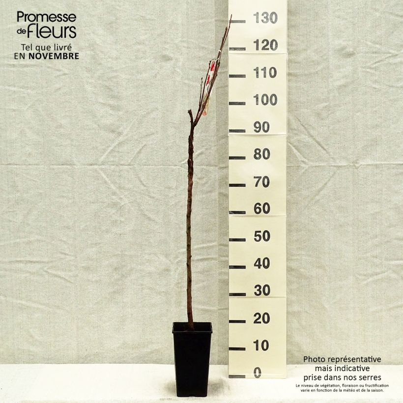 Amostra de Groselheira-vermelha Jonkheer van Tets - Ribes rubrum Vaso de 1,5 L/2 L, Haste tal como entregue no outono