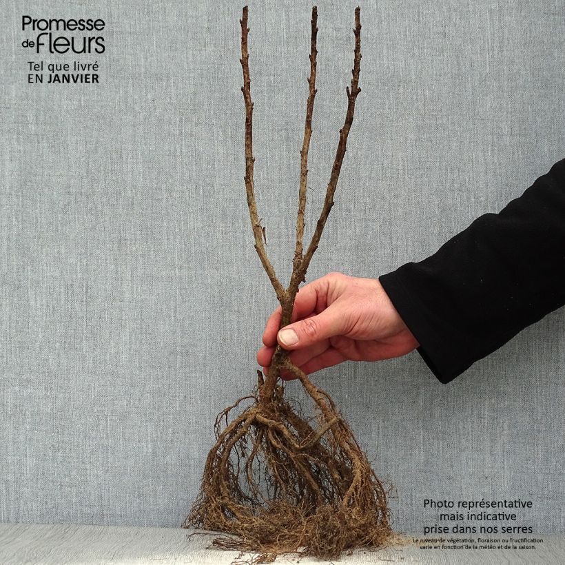 Amostra de Groselheira-vermelha Junifer - Ribes rubrum Raízes nuas, Arbusto tal como entregue no inverno