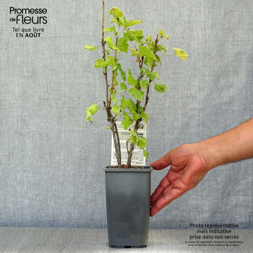 Amostra de Groselheira-vermelha London Market Bio - Ribes rubrum Vaso de 1,5 L/2 L, Arbusto tal como entregue no verão