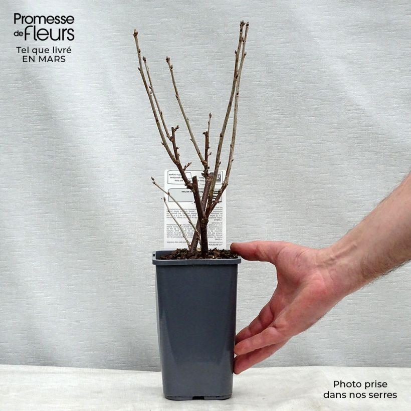 Amostra de Groseillier à grappes London Market Bio Vaso de 1,5 L/2 L, Arbusto tal como entregue no inverno