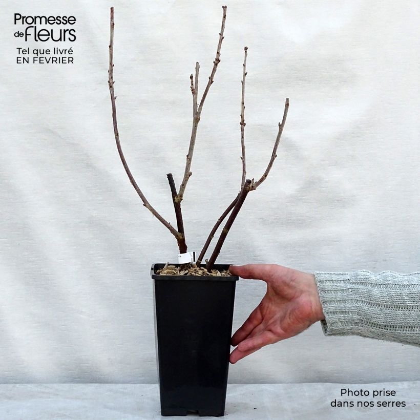 Amostra de Groseillier à grappes London Market Vaso de 1,5 L/2 L tal como entregue no inverno