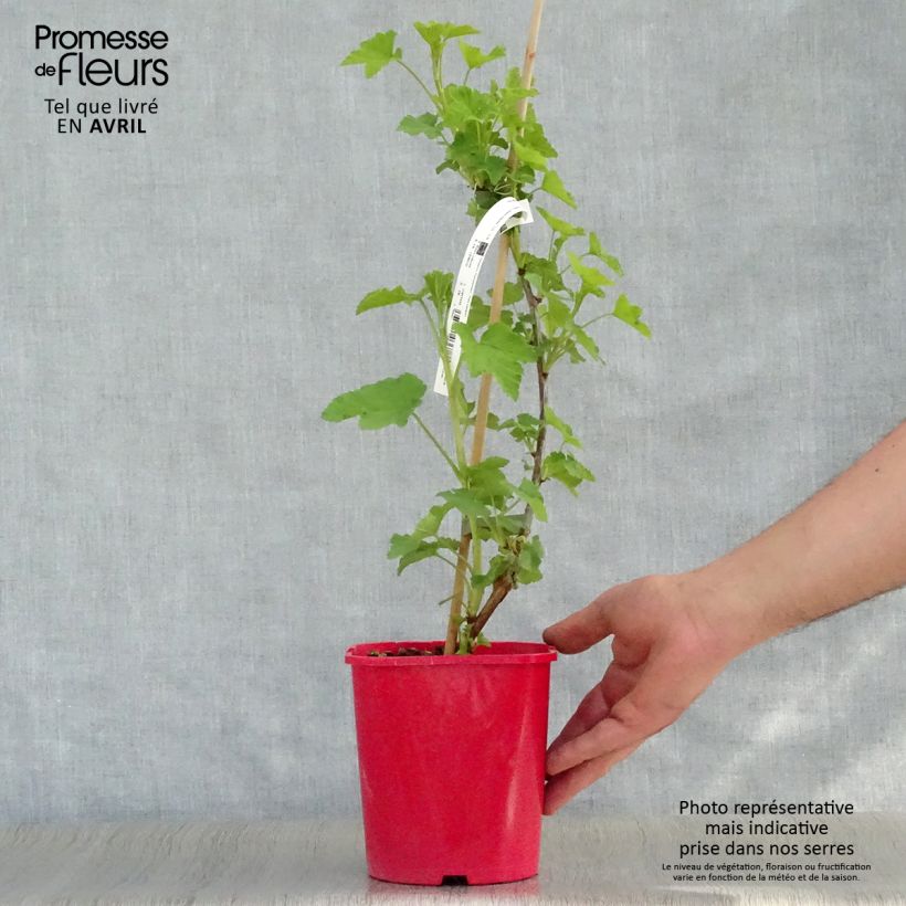 Amostra de Groselheira vermelha London Market - Ribes rubrum Vaso de 1,5 L/2 L tal como entregue na primavera