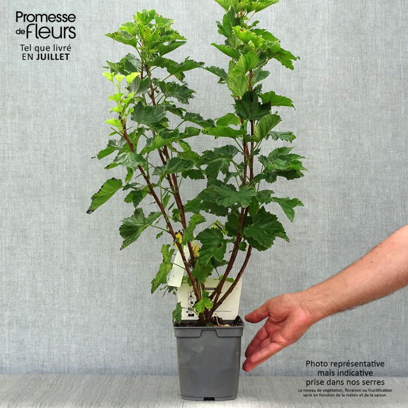 Amostra de Groselheira-vermelha Rovada - Ribes rubrum Vaso de 1,5 L/2 L, Arbusto tal como entregue no verão